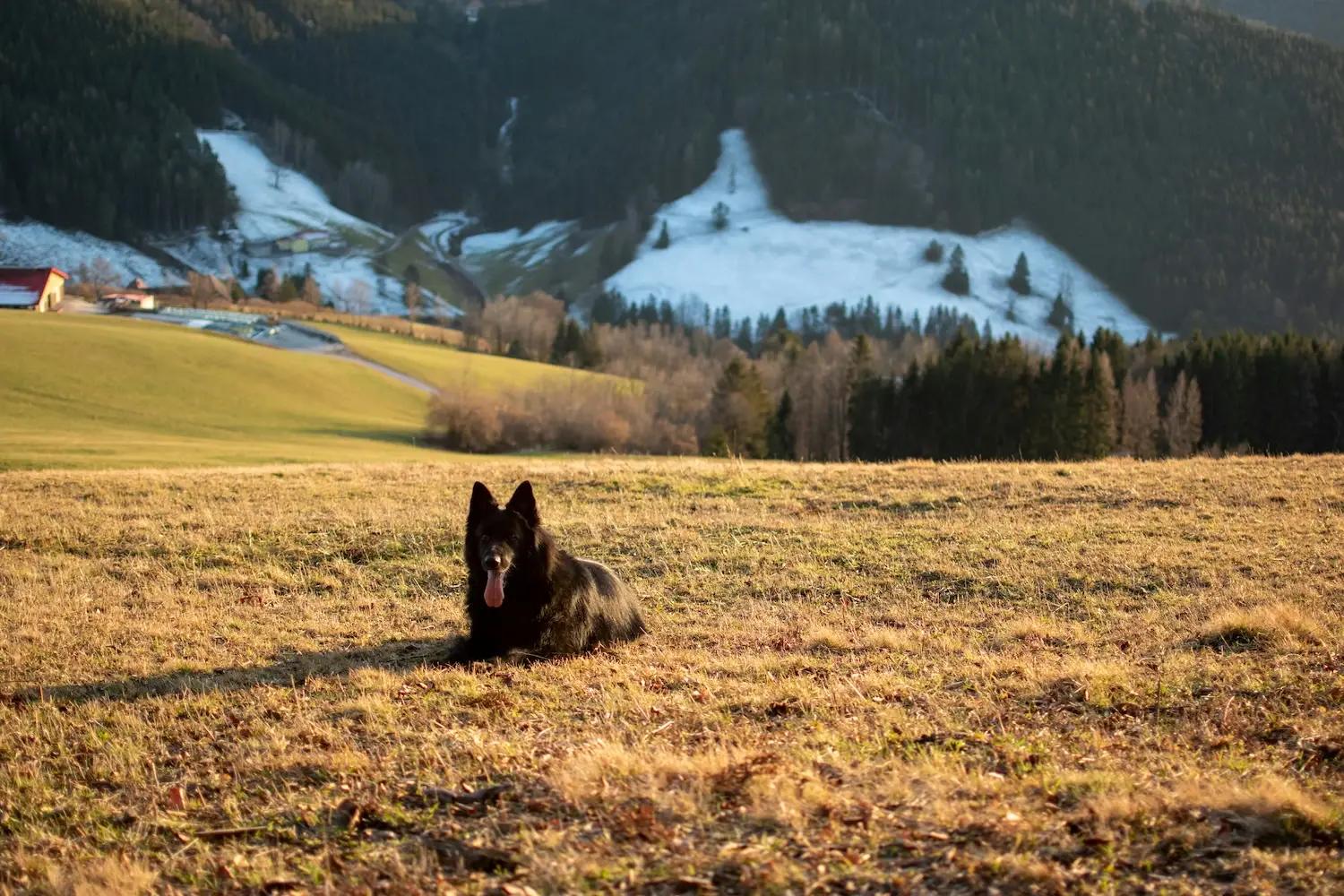 Ein Hund liegt auf einem Feld.