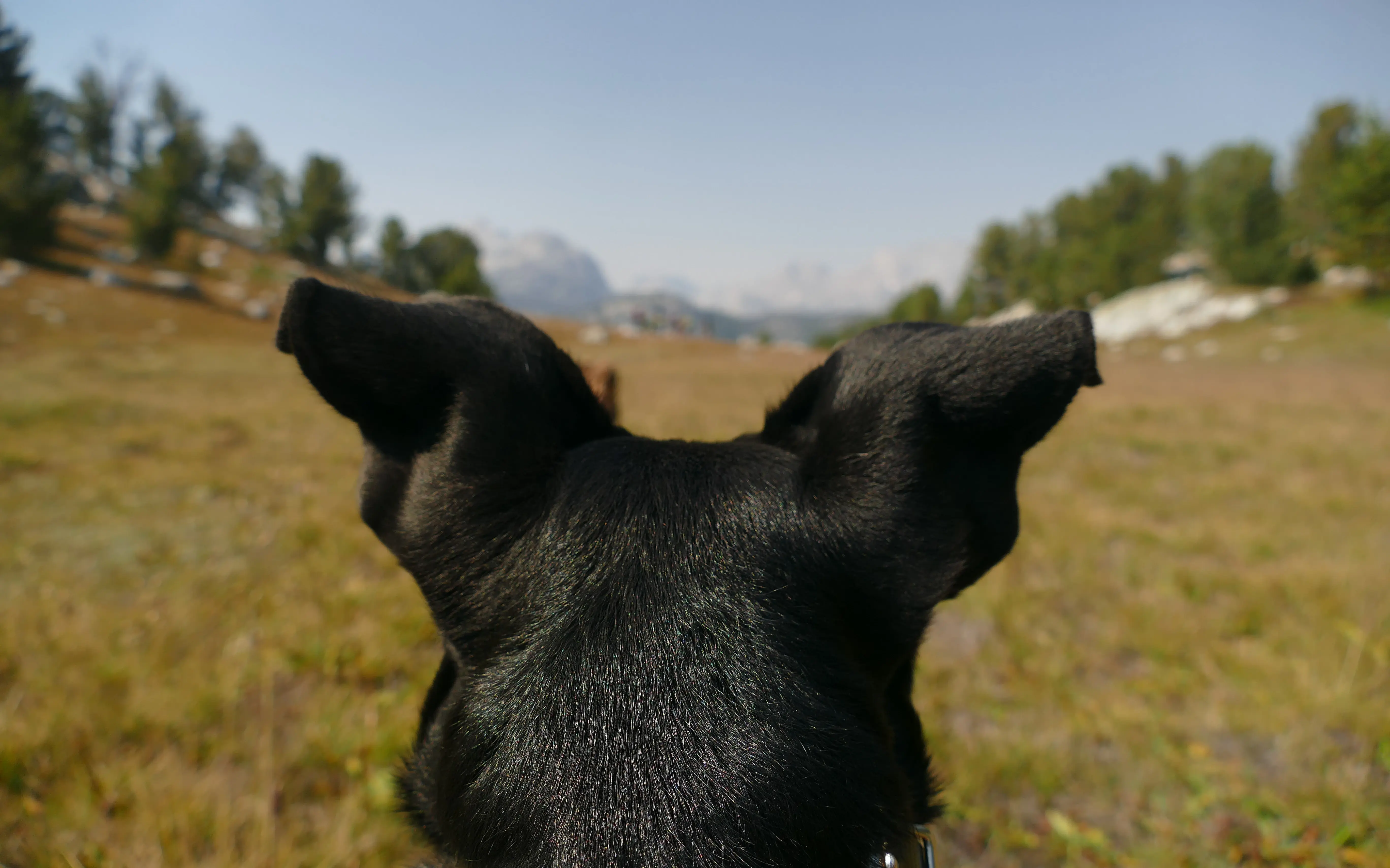 Ein Hund, der in die Landschaft schaut.
