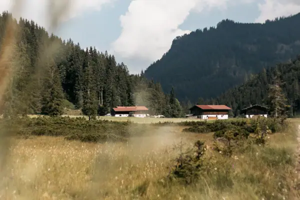 Ein Feld mit Häusern inmitten eines Waldes.