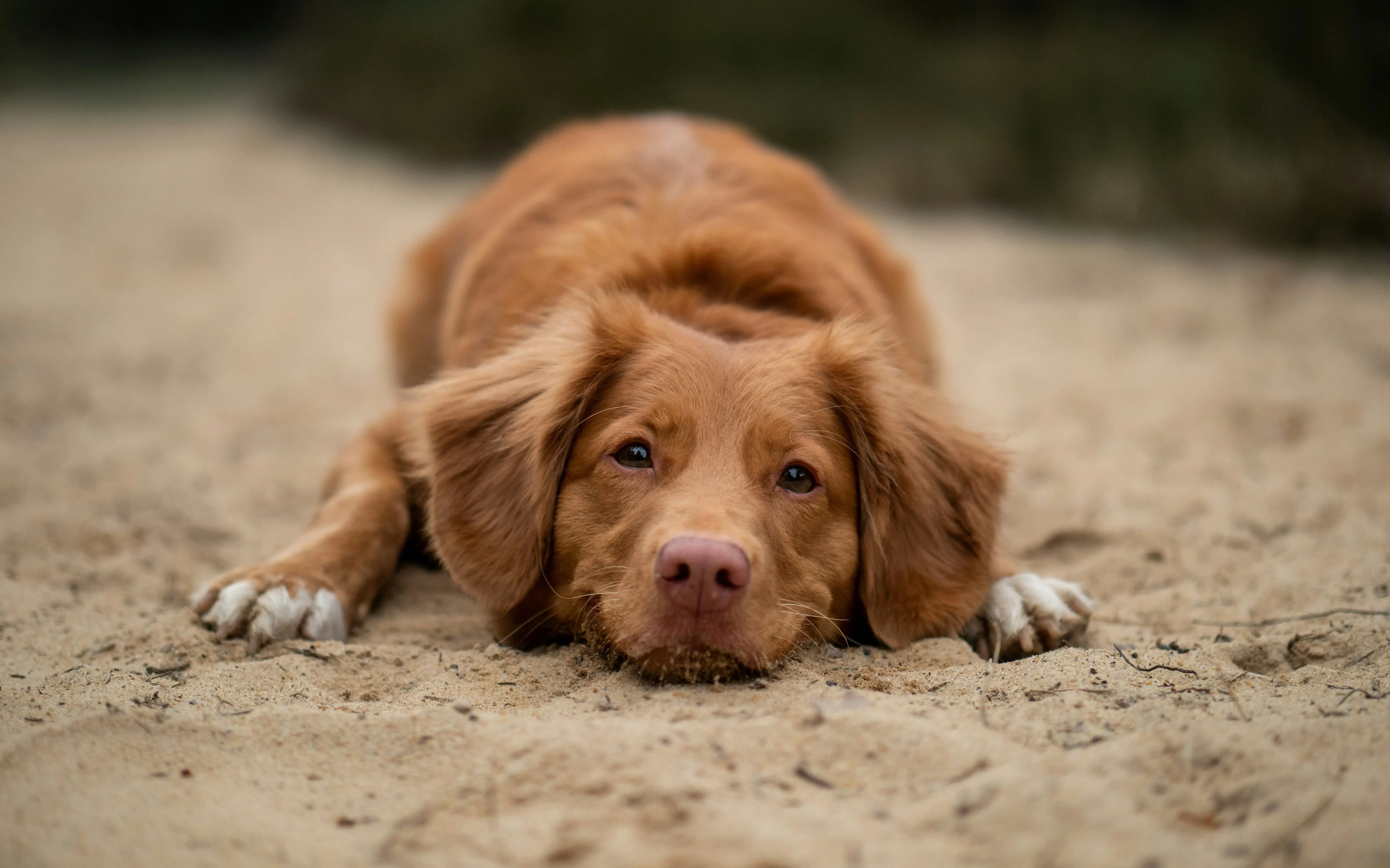 Ein brauner Hund liegt im Sand.
