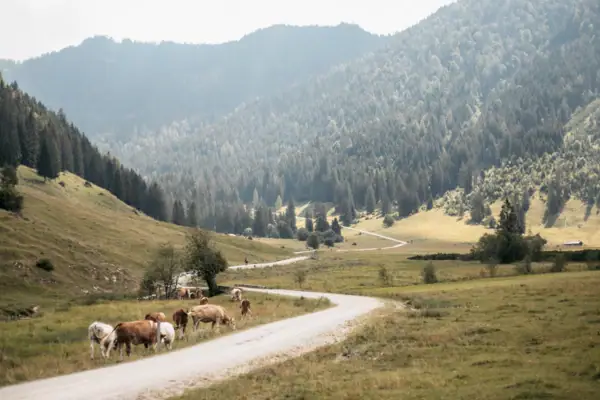 Eine Gruppe von Kühen grast auf einer Straße in einem Tal mit Bergen.