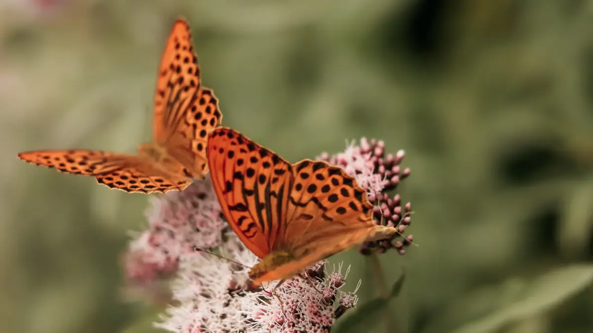 Schmetterlinge auf einer Blume
