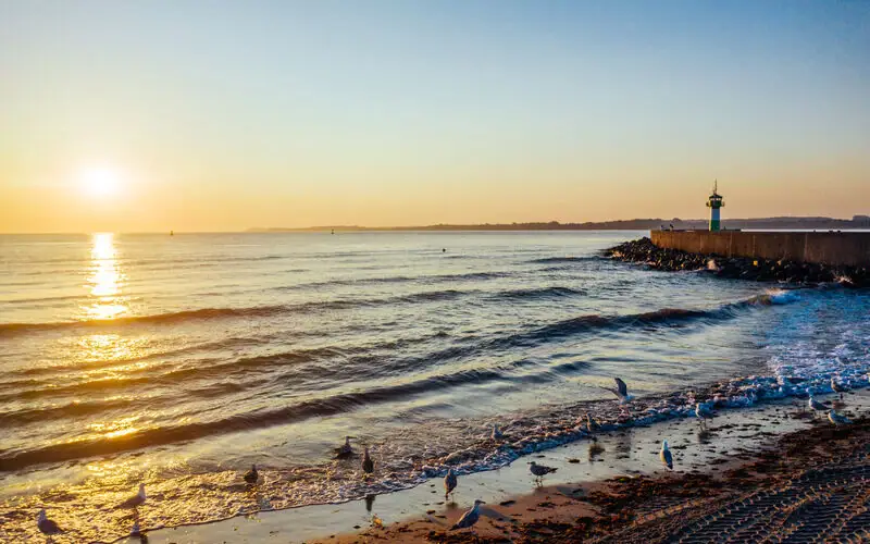 Eine Gruppe von Möwen am Strand bei Sonnenuntergang.