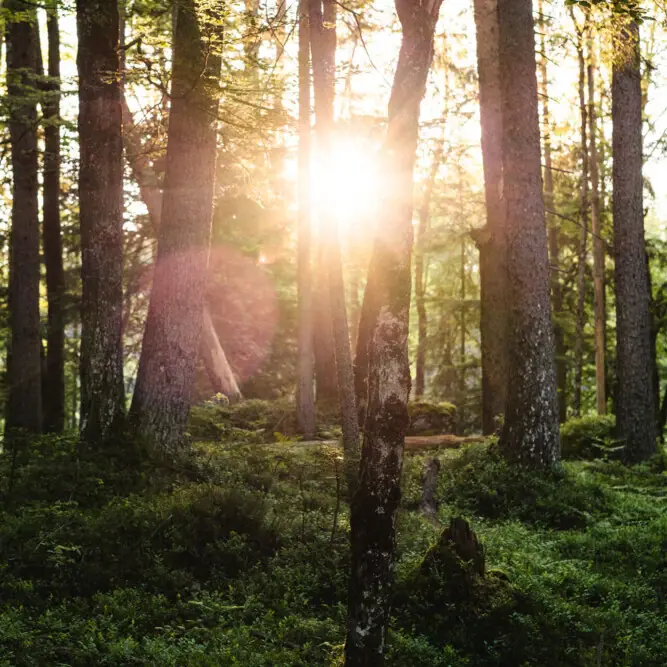 Sonne scheint durch Bäume in einem Wald.