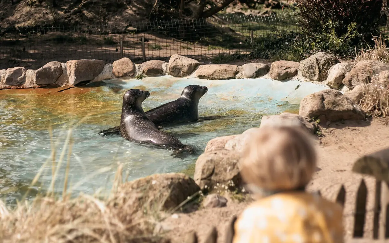 Ein kleines Mädchen steht an einem Robbengehege im Tierpark. 