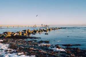 Eine Gruppe von Vögeln auf Felsen im Wasser.