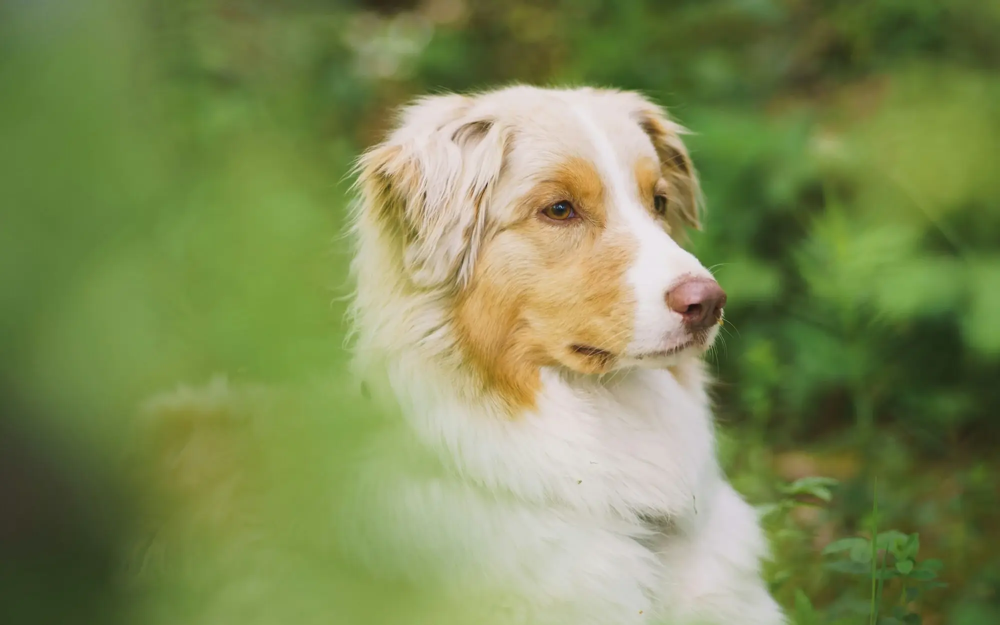 Ein Hund mit hellbraun und weißem langen Fell sitzt im Wald.