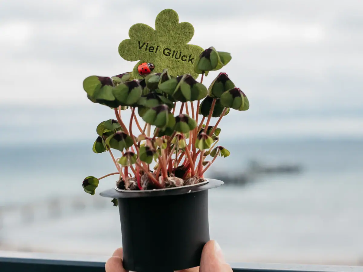 Eine Person hält einen Blumentopf mit einem Marienkäfer darauf.