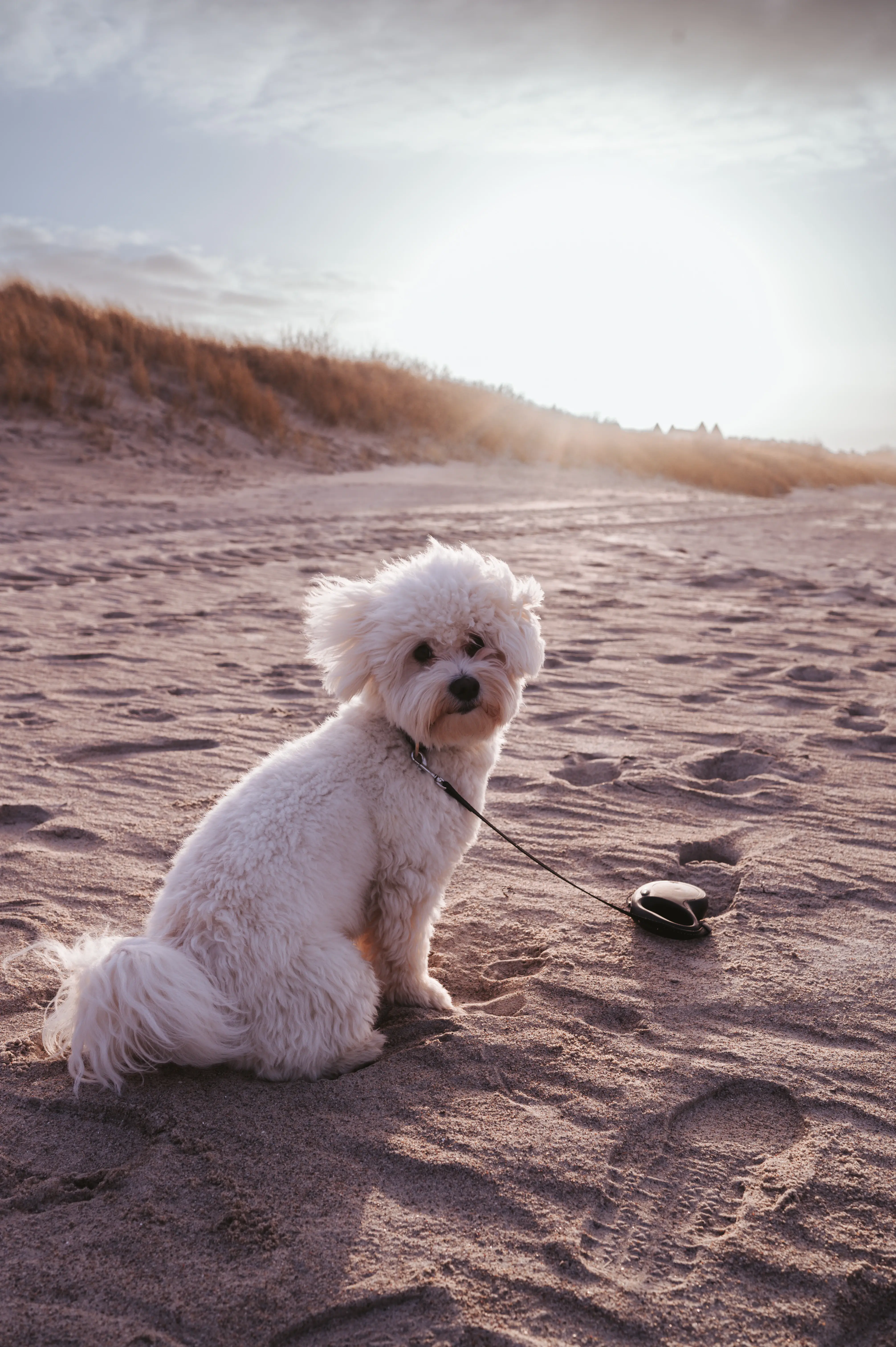 Ein kleiner weißer Hund sitzt am Strand und im Hintergrund sind Dünen zu sehen.