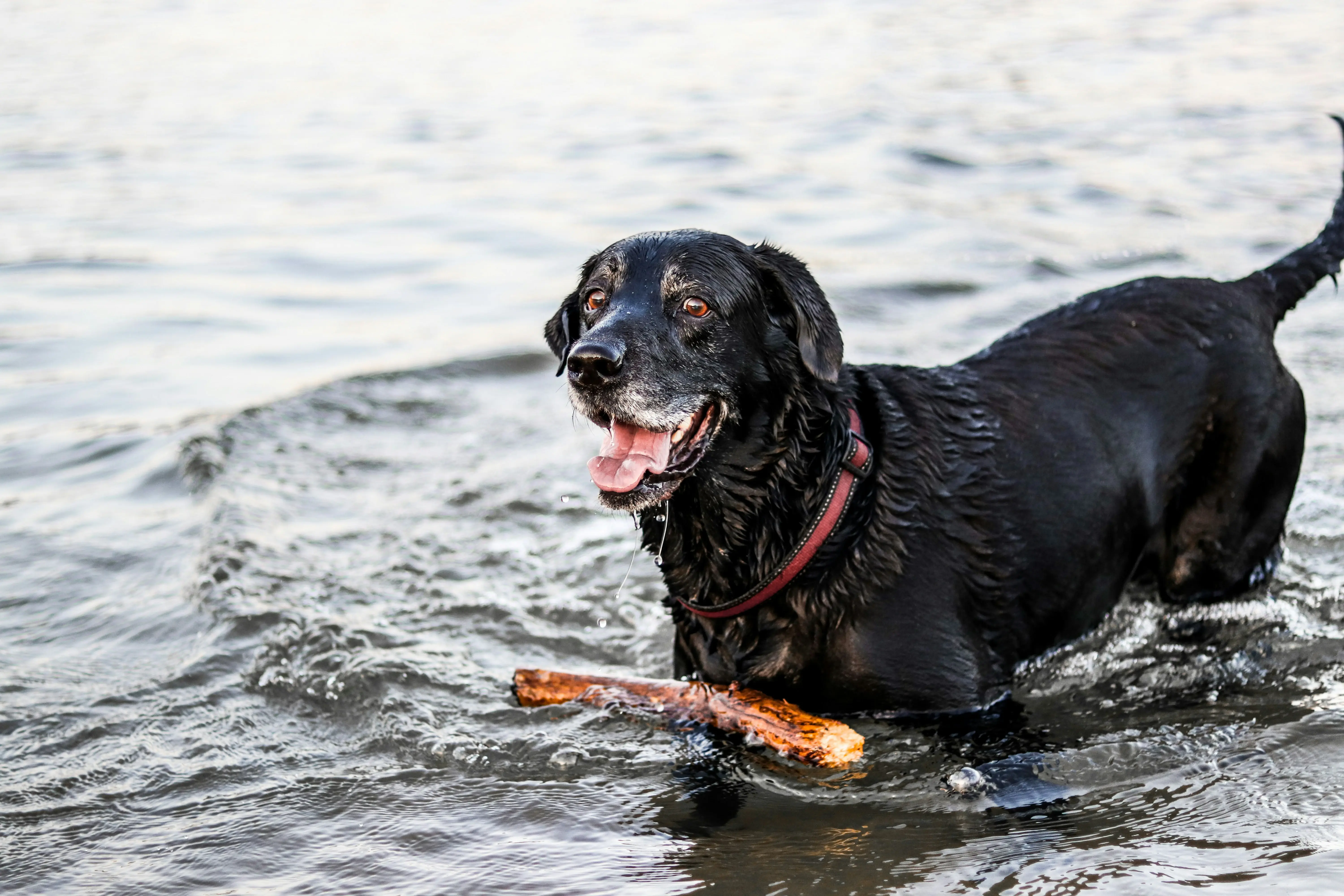 Ein Hund spielt im Wasser mit einem Stock.