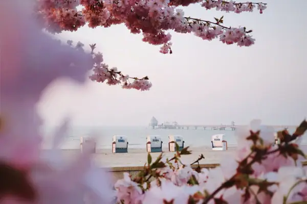Sakura-Blüten an einem Baum im Freien.