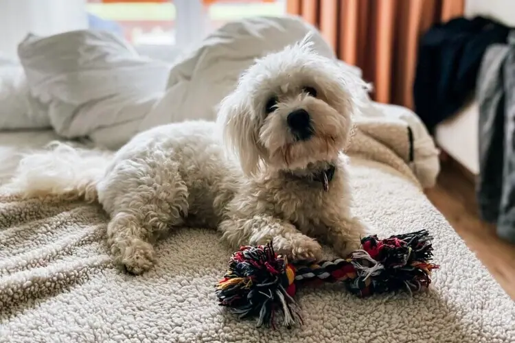 Ein Hund liegt auf einem Bett mit einem Spielzeug.