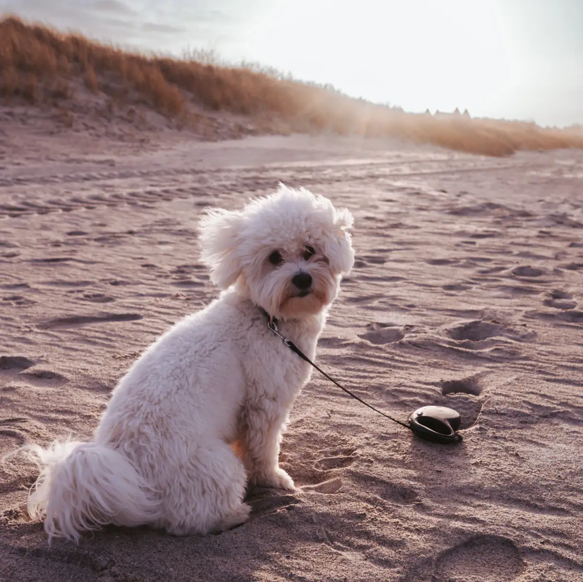 Ein Hund an der Leine am Strand.
