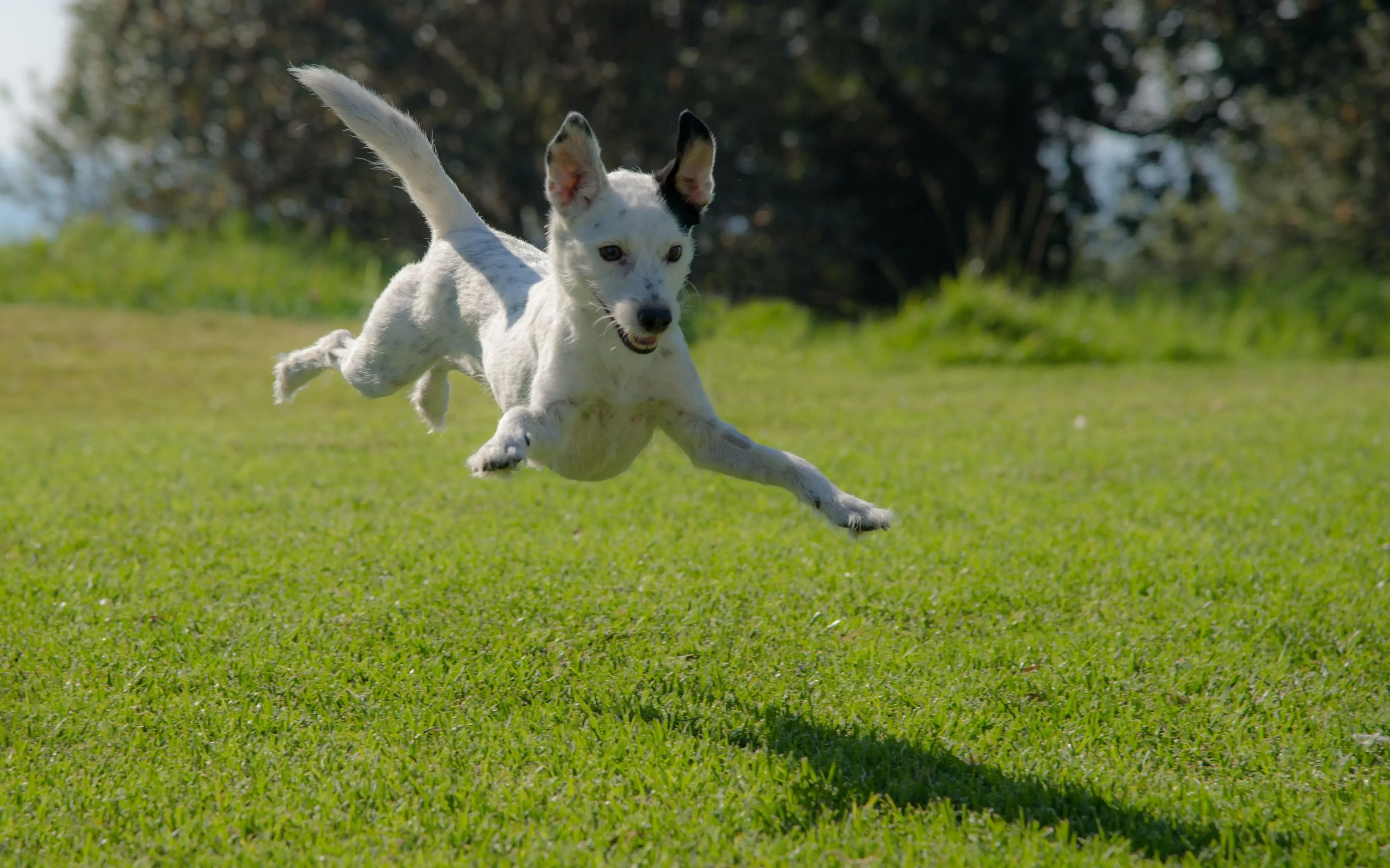 Ein kleiner, weißer Hund springt auf einer grünen Wiese umher.