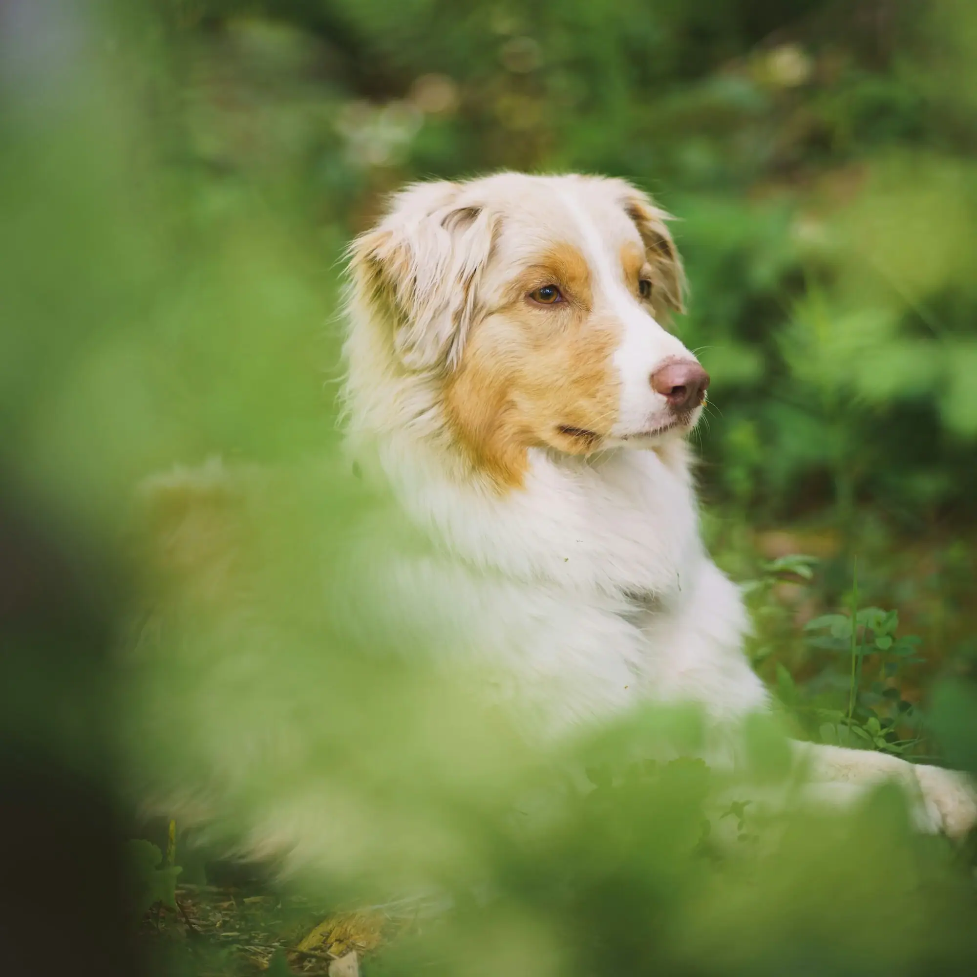 Hund Ein Hund sitzt im Gras.