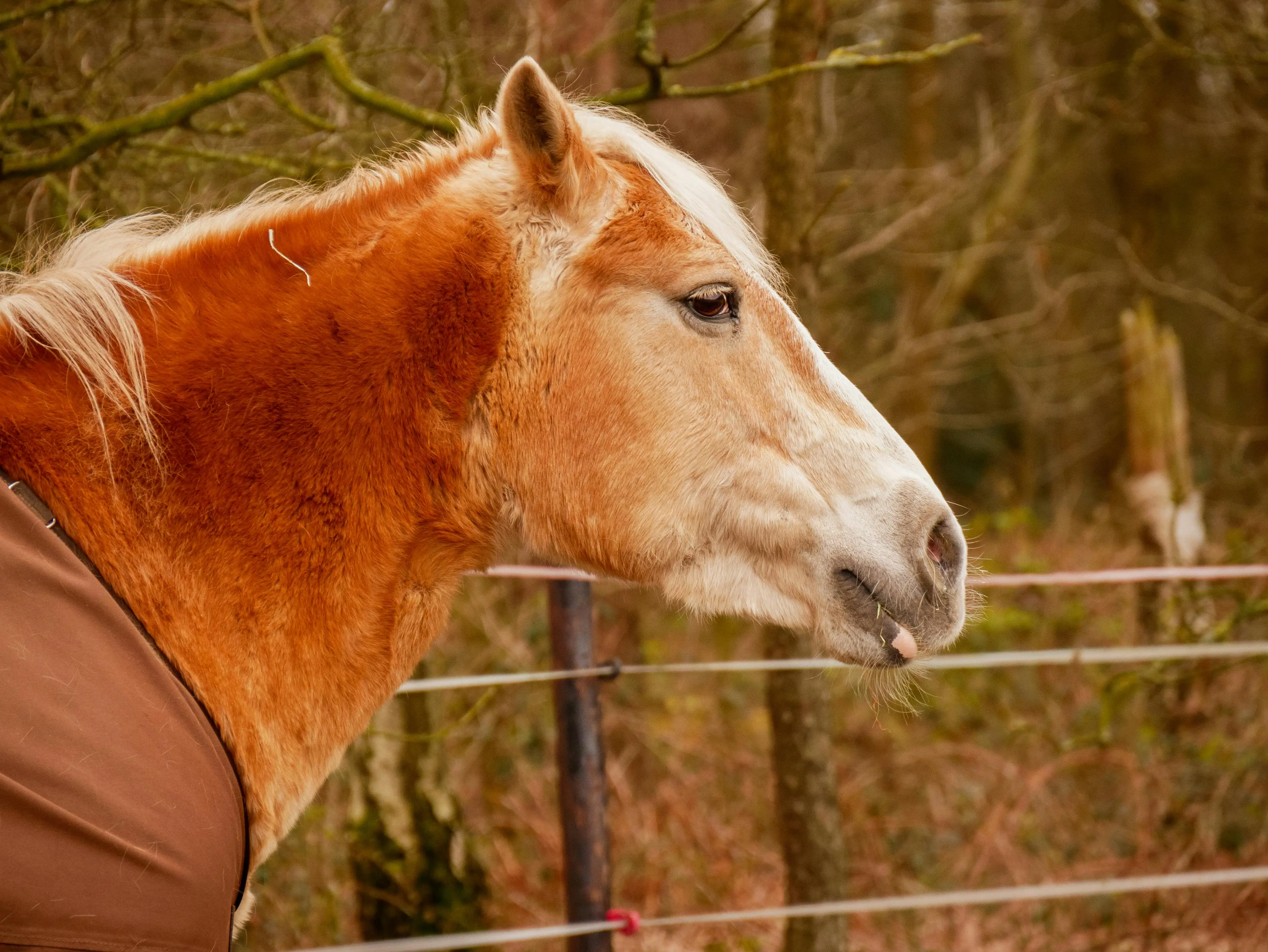 Ein braunes Pferd mit herausgestreckter Zunge.