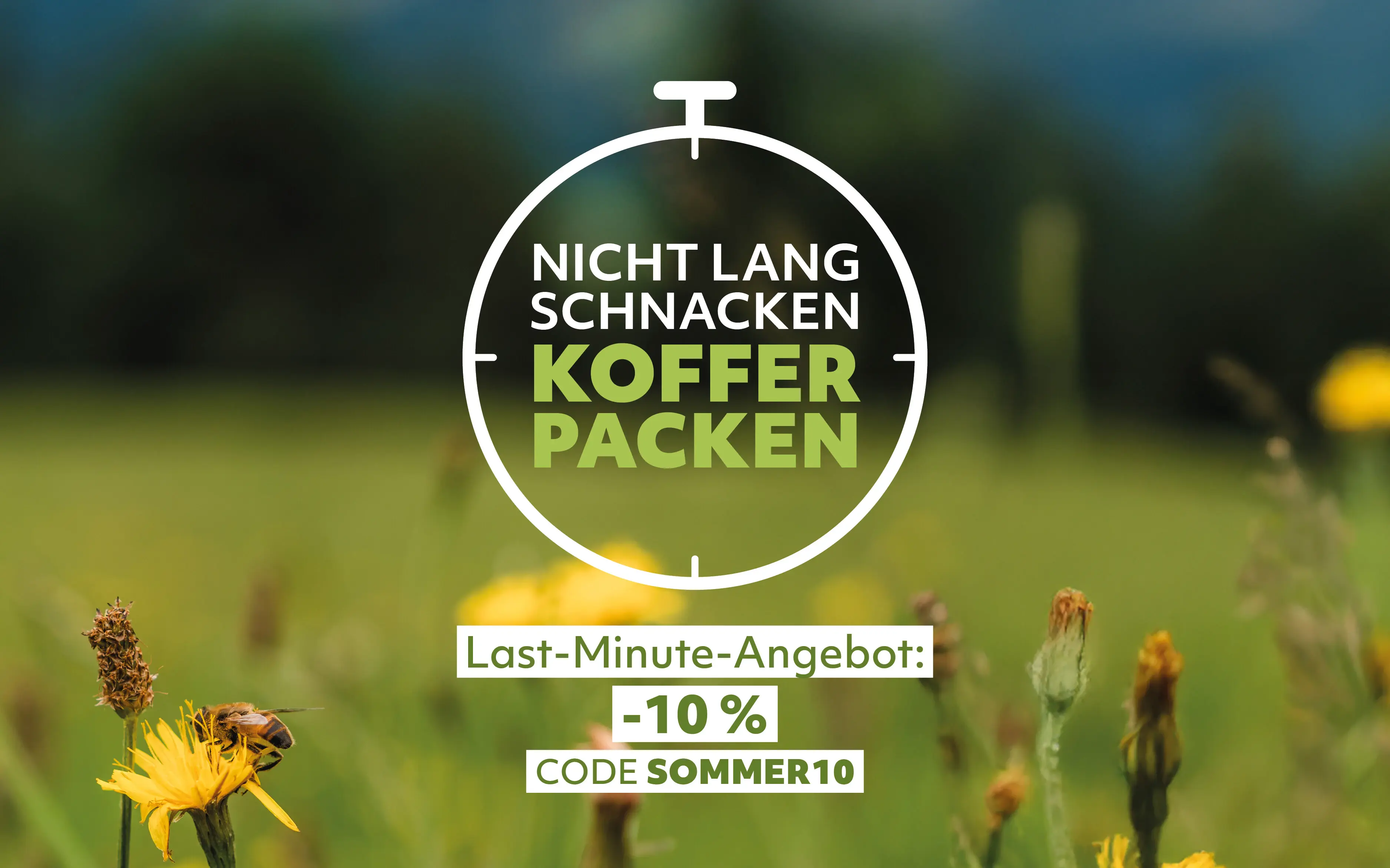 Last-Minute-Angebot Biene auf einer Blume