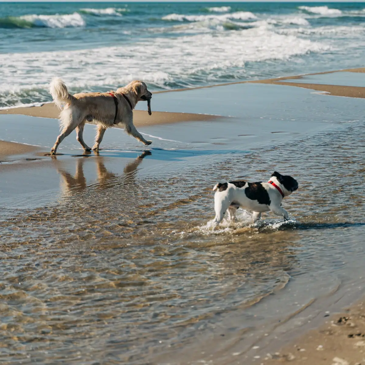 Zwei Hunde spielen am Strand.
