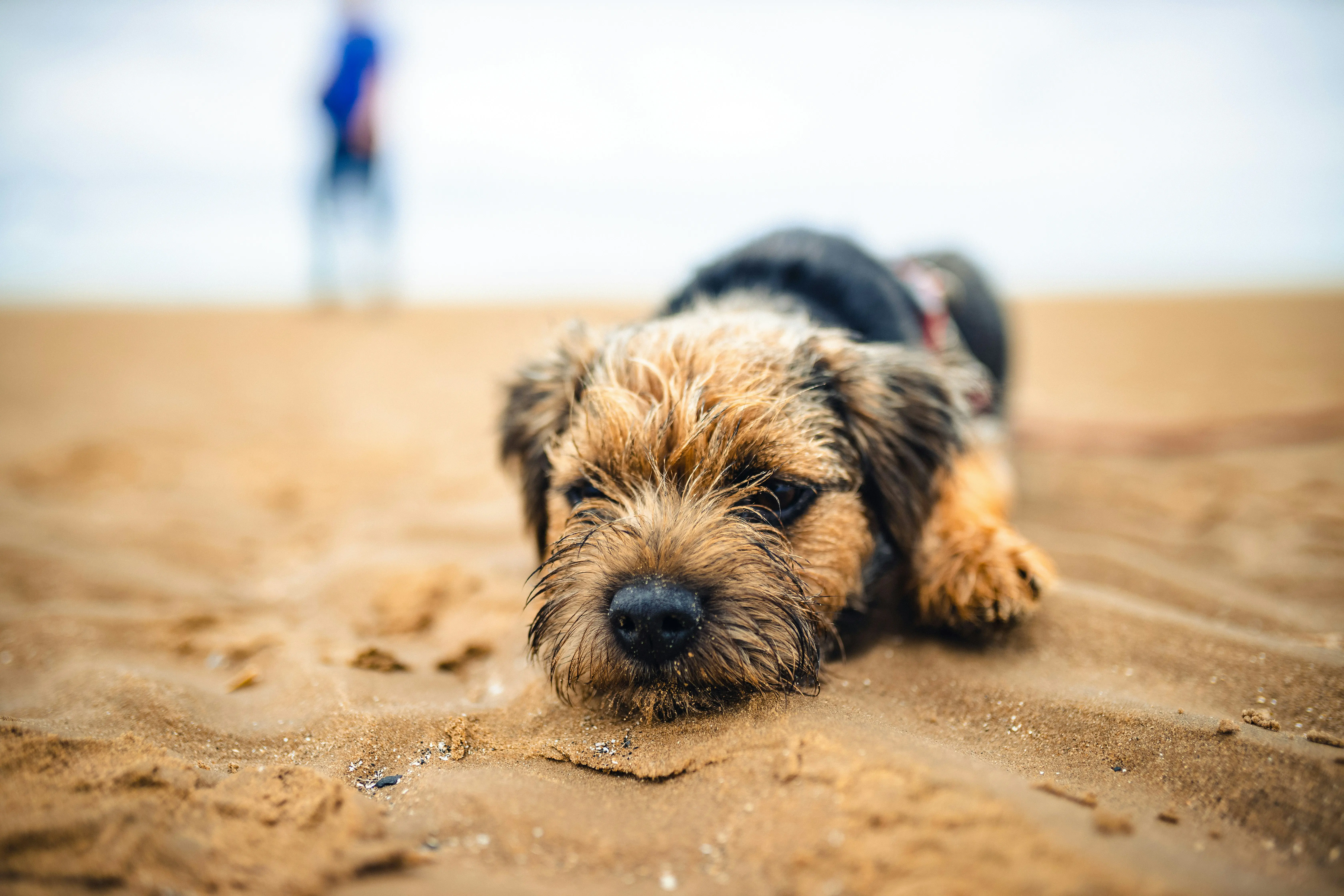 Ein Hund liegt am Strand.