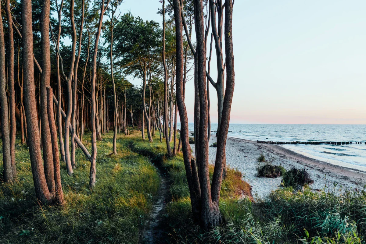 Gespensterwald Nienhagen Ein Weg durch einen Wald am Strand.