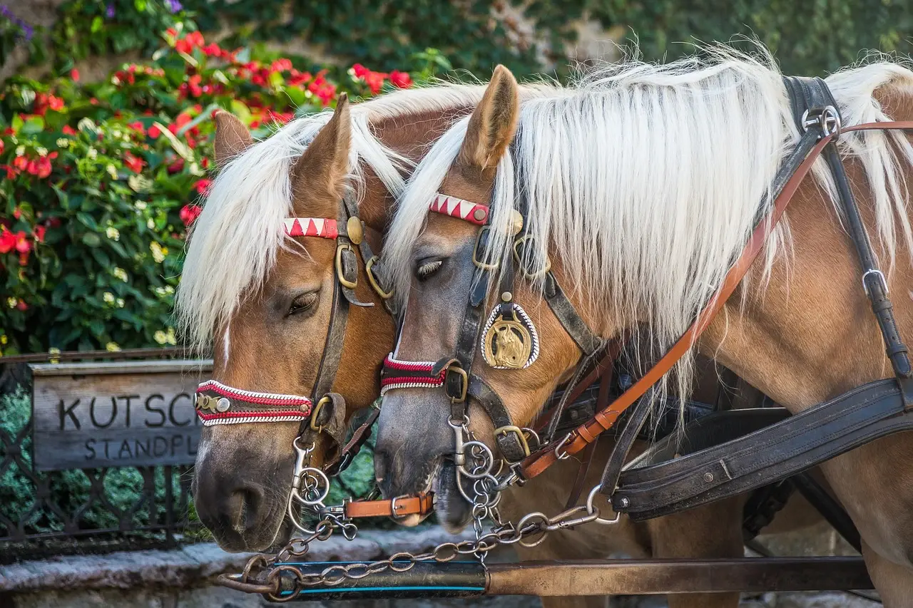 Two horses with white manes, equipped with halters and reins.