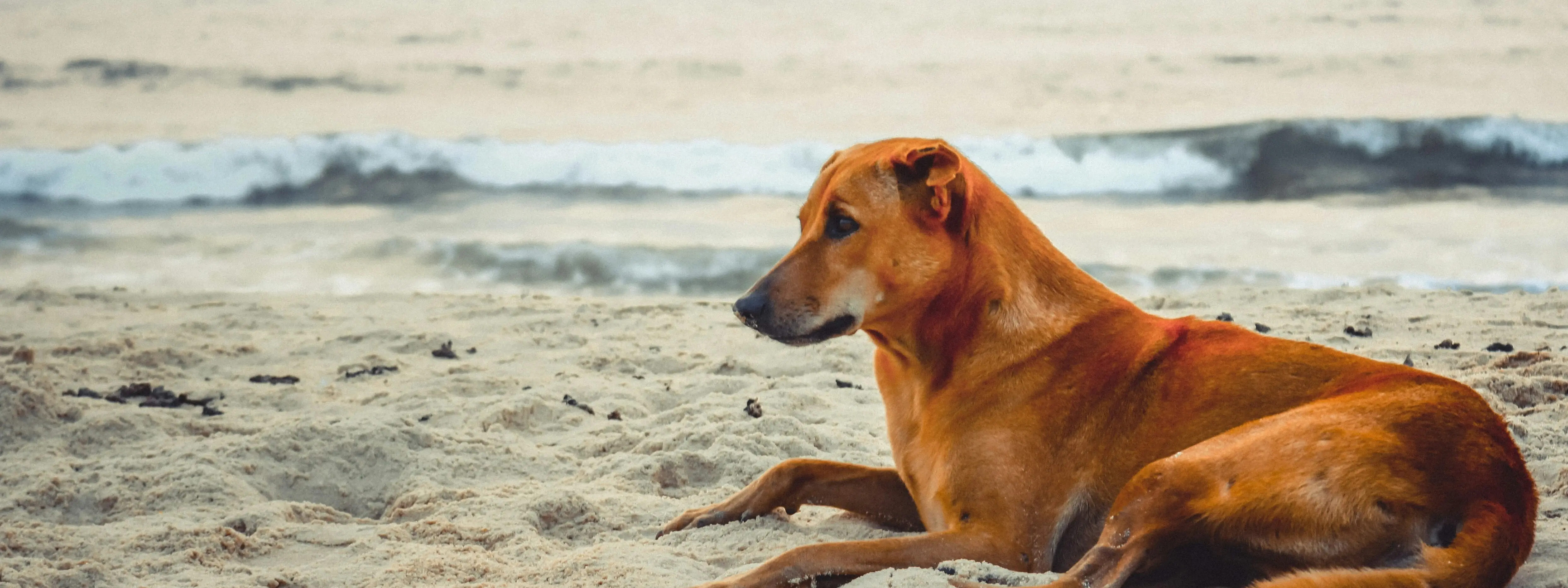 Ein Hund liegt am Strand.