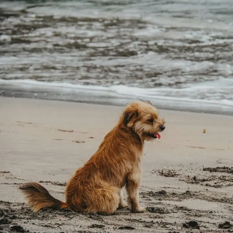 Ein Hund sitzt am Strand von Usedom.