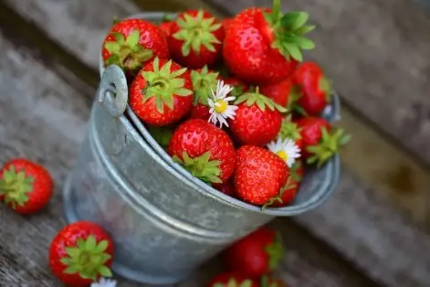 Ein Eimer voller Erdbeeren.