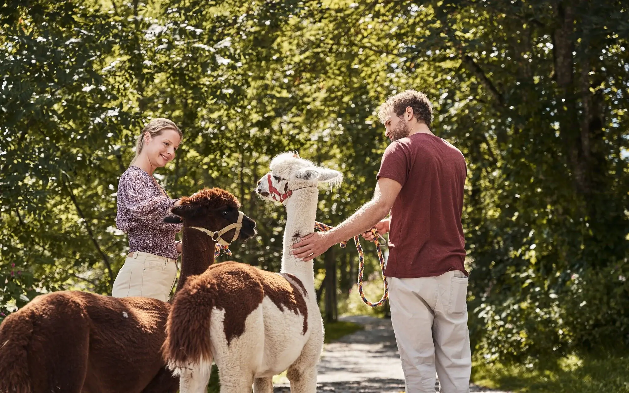 Ein Mann und eine Frau streicheln Lamas im Freien.