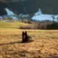 Ein Hund liegt in einem Feld mit Bergen im Hintergrund.