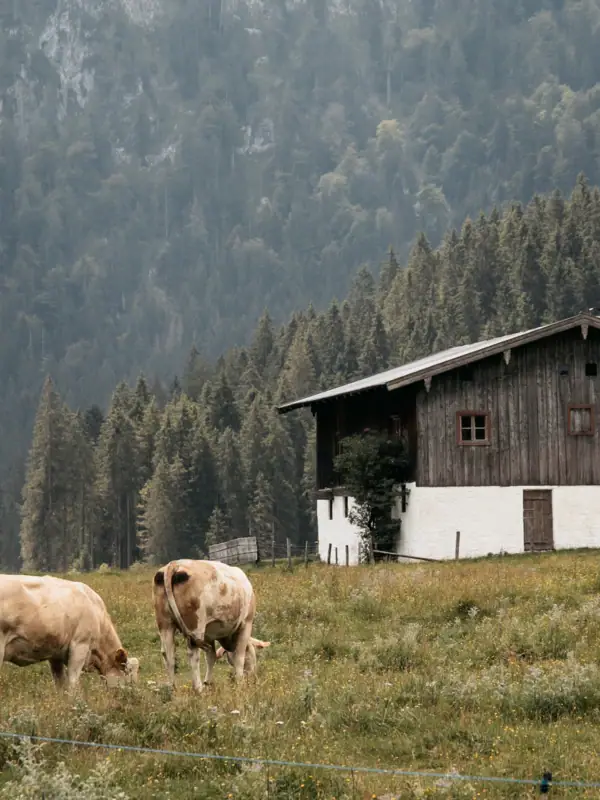 Kühe grasen auf einer Wiese mit einem Haus im Hintergrund.