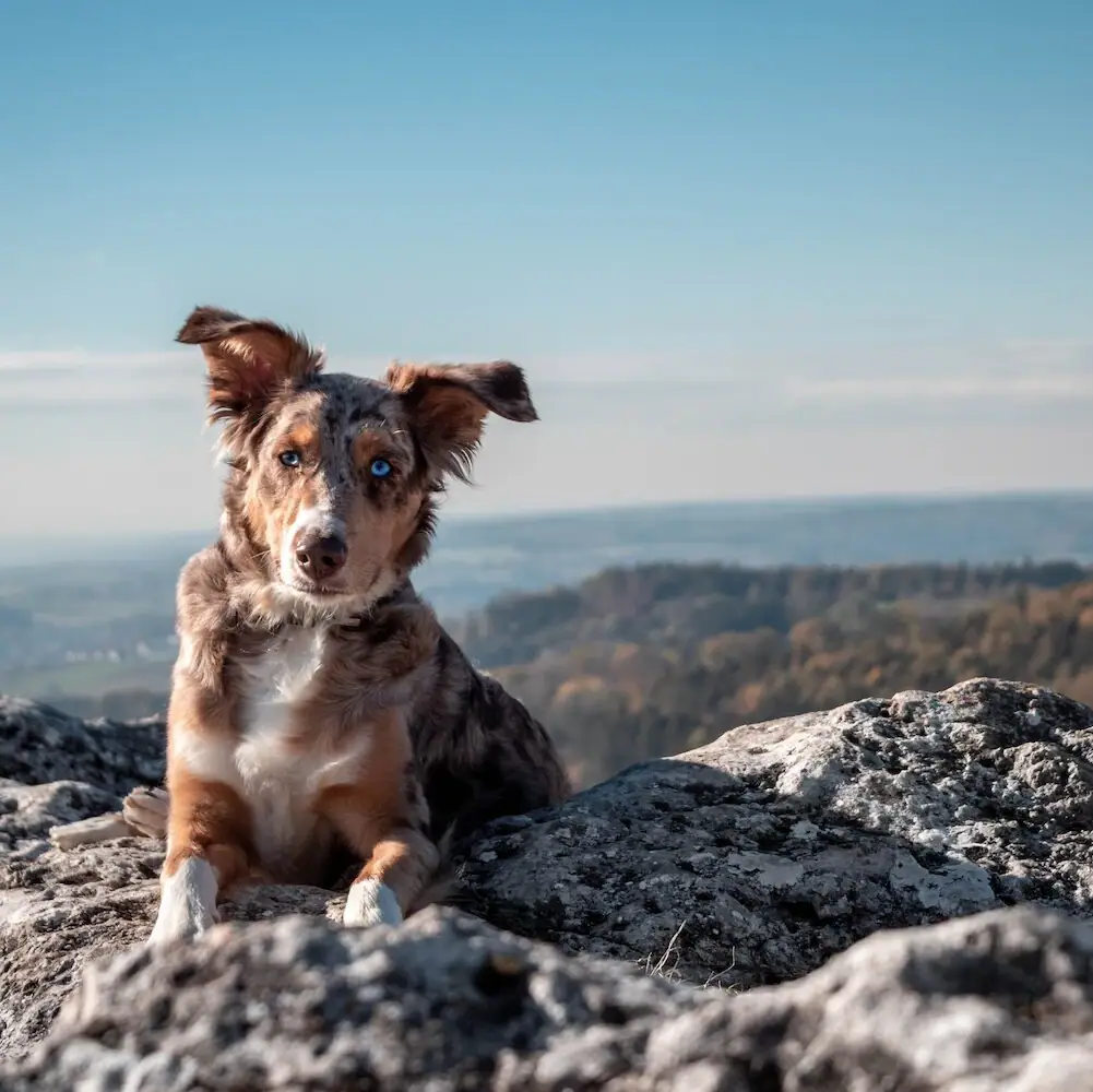 Ein Hund sitzt auf einem Felsen im Freien.