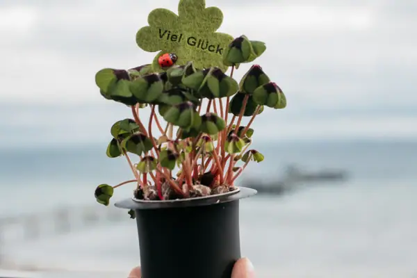 Eine Person hält einen Blumentopf mit einer Marienkäfer oben drauf.