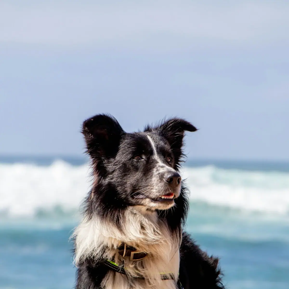 Ein Hund sitzt an der Ostsee am Strand.