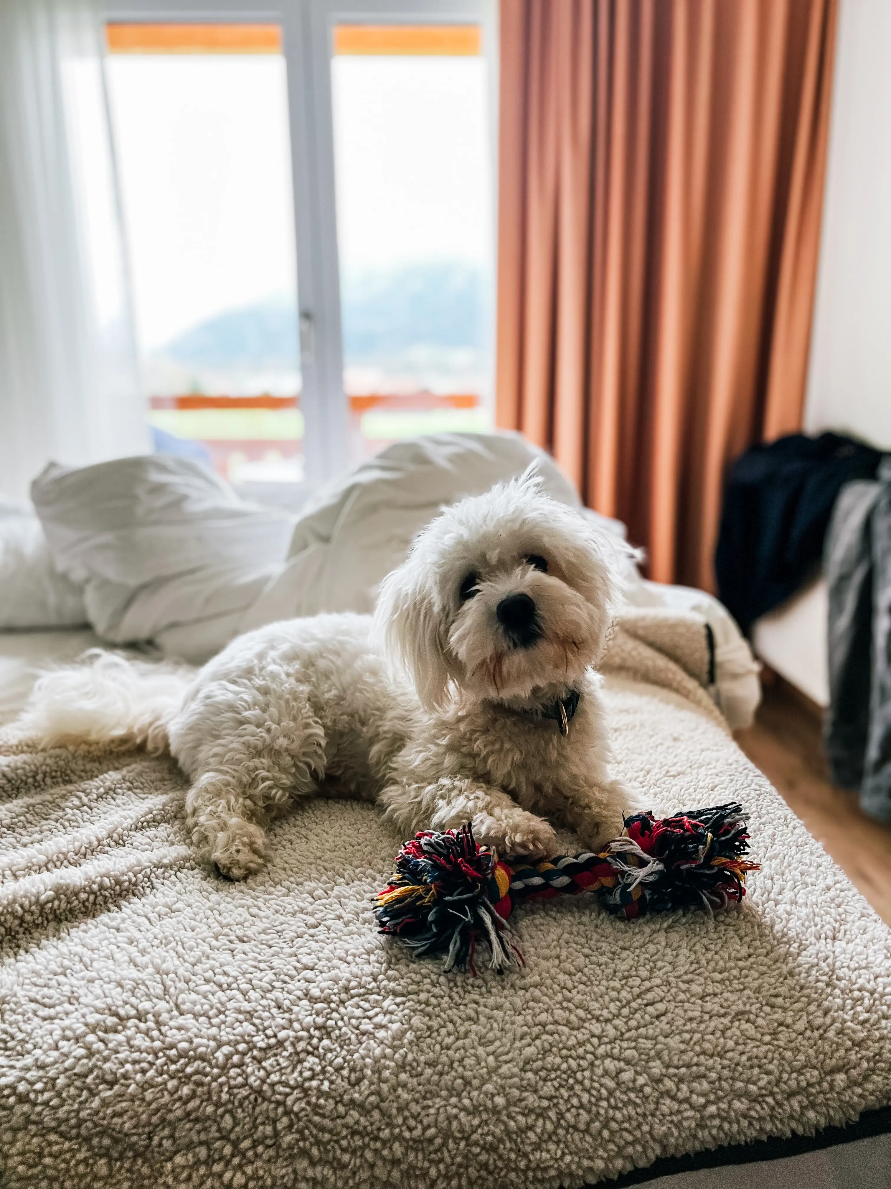 Ein Hund liegt auf einem Bett mit einem Spielzeug.