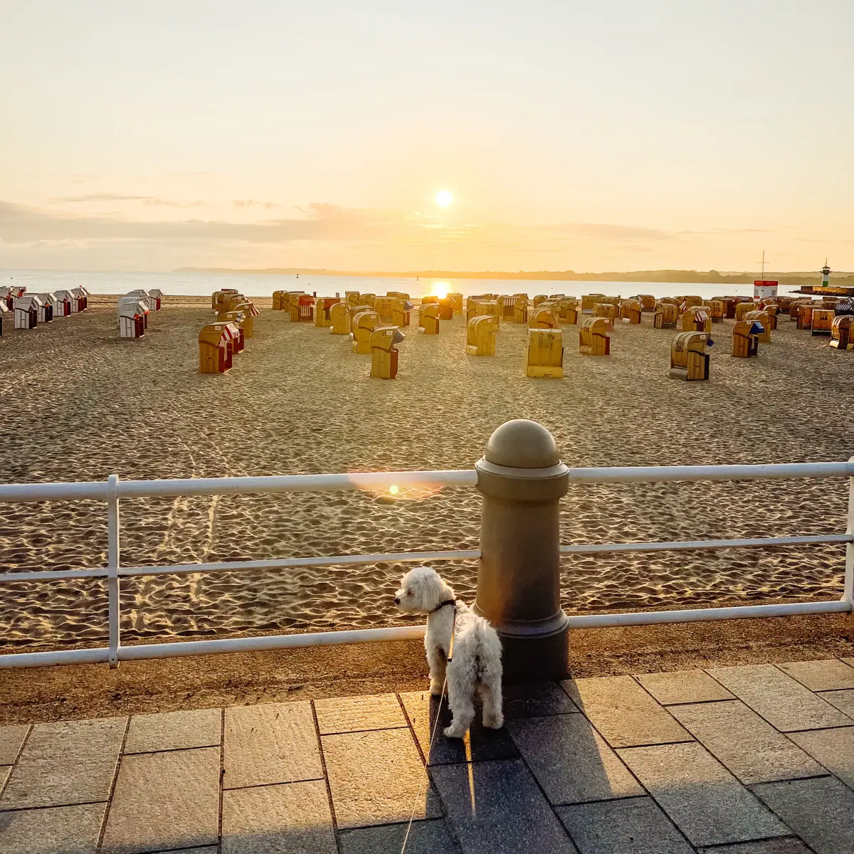 Urlaub mit Hund an der Ostsee