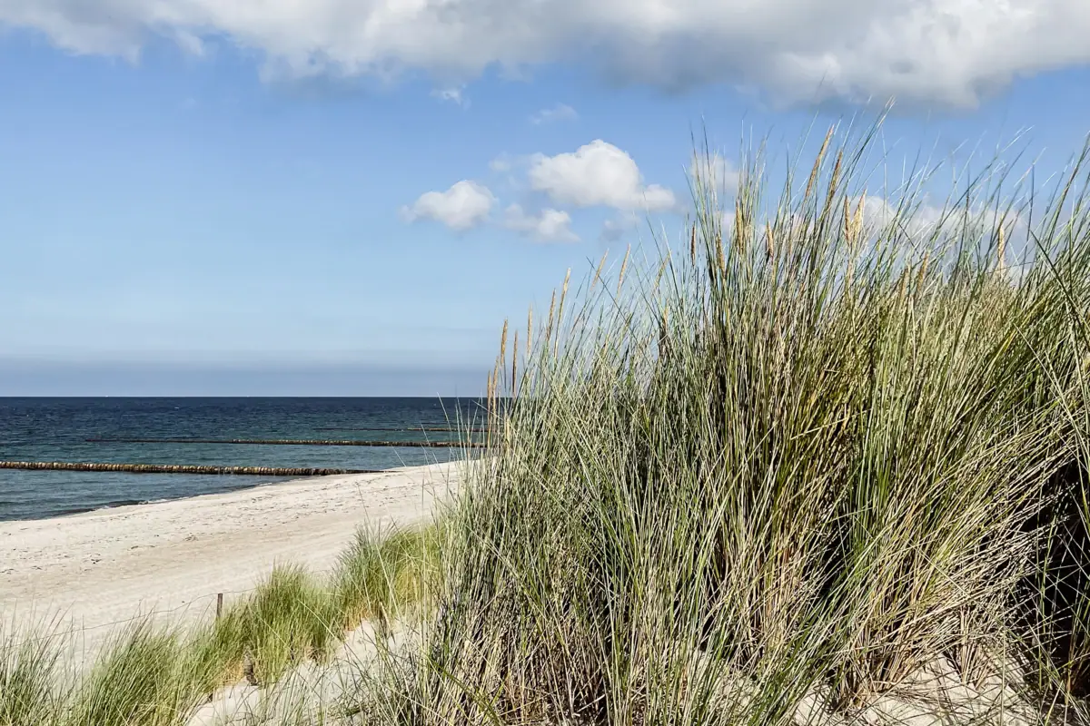 Gras am Strand vor blauem Himmel und Wolken.