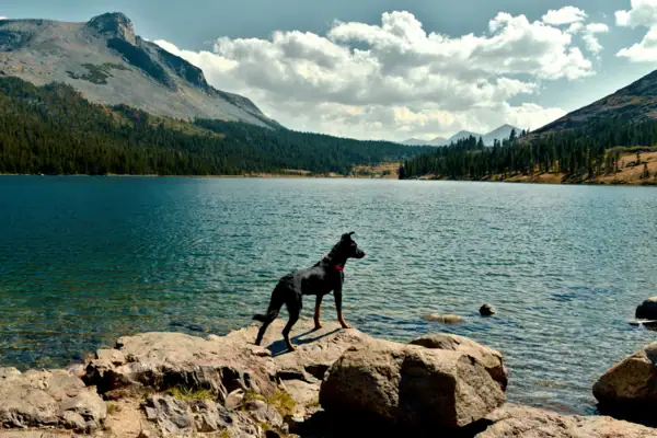 Ein Hund steht auf einem Felsen in der Nähe eines Sees.