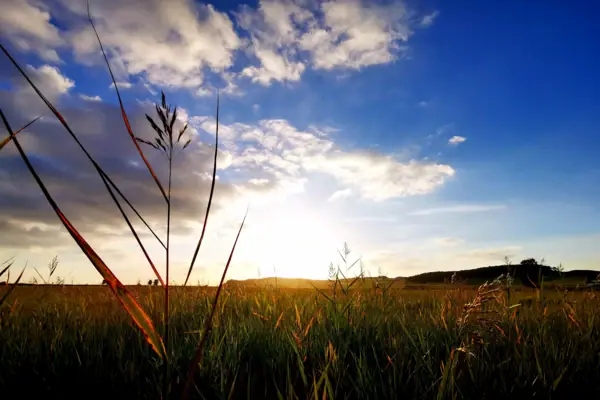 Ein Grasfeld mit der Sonne im Hintergrund.